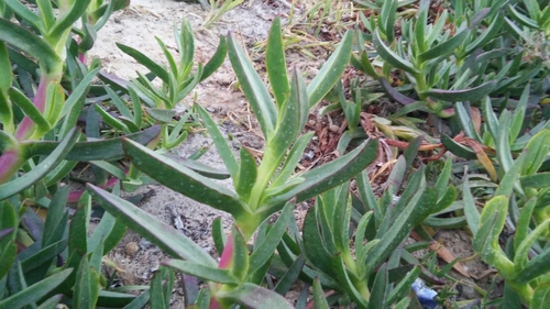 Carpobrotus image