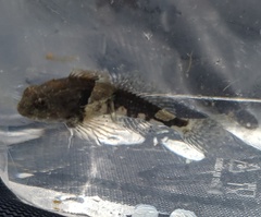 Myoxocephalus aenaeus