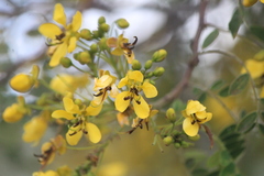 Senna polyantha