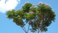Jacaranda copaia