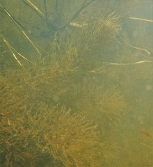 Ceratophyllum echinatum