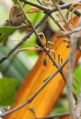 Scurrula parasitica, photograph author not stated, no rights reserved