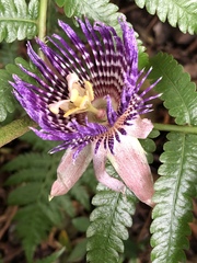 Passiflora laurifolia