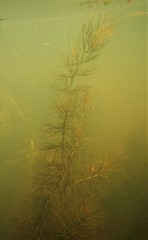 Ceratophyllum echinatum