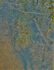 Ceratophyllum echinatum