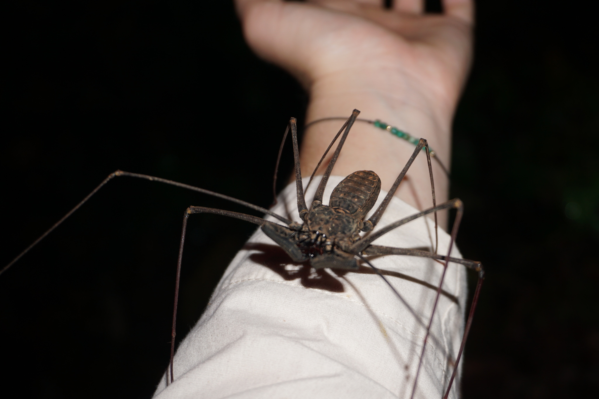Heterophrynus batesii (Butler, 1873)