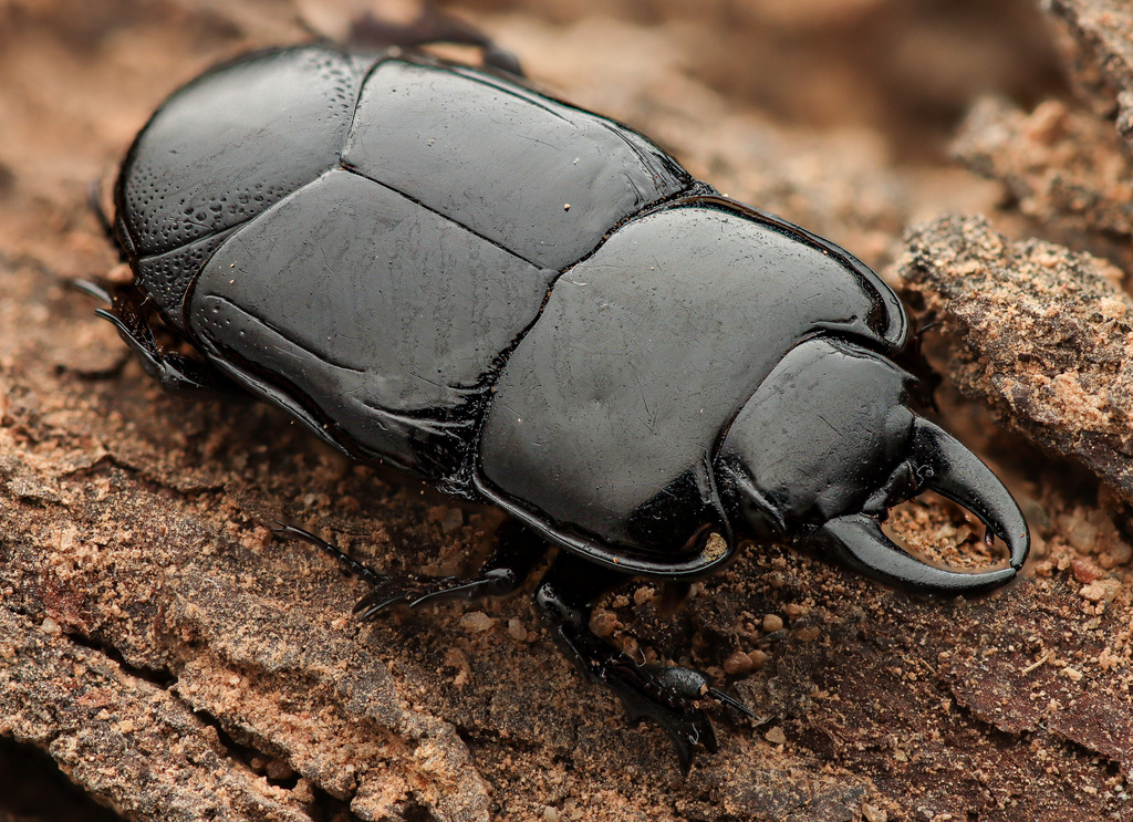 Hololepta yucateca