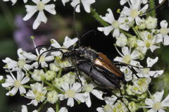 Anastrangalia dubia
