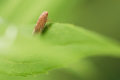 Speudotettix subfusculus