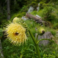 Cirsium erisithales