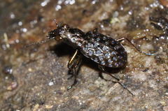 Elaphrus cupreus