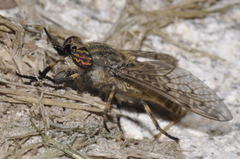 Haematopota pluvialis