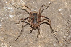 Lacinius ephippiatus