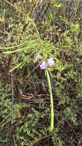 Image of Hemigenia purpurea by (c) Petra Holland, some rights reserved (CC BY)