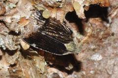 Cixius cunicularius