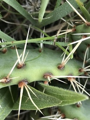 Opuntia cymochila