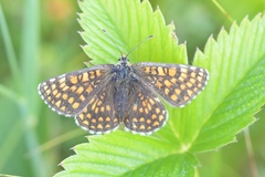Melitaea aurelia