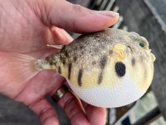 Northern Puffer photo 5