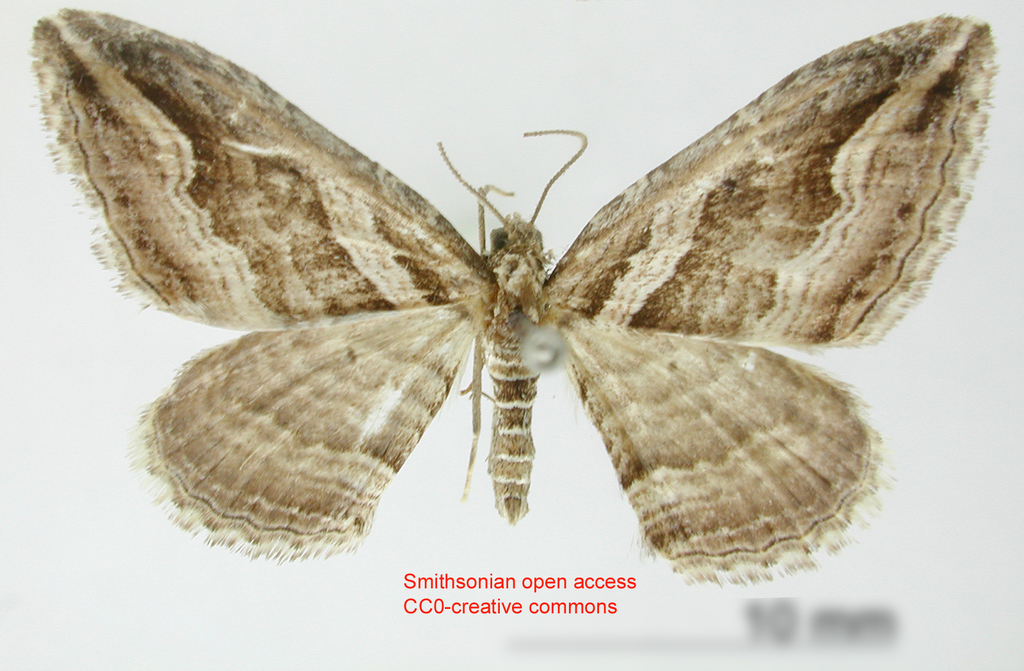 Orthonama bistrigata