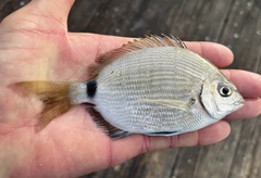 Spottail Pinfish photo 2