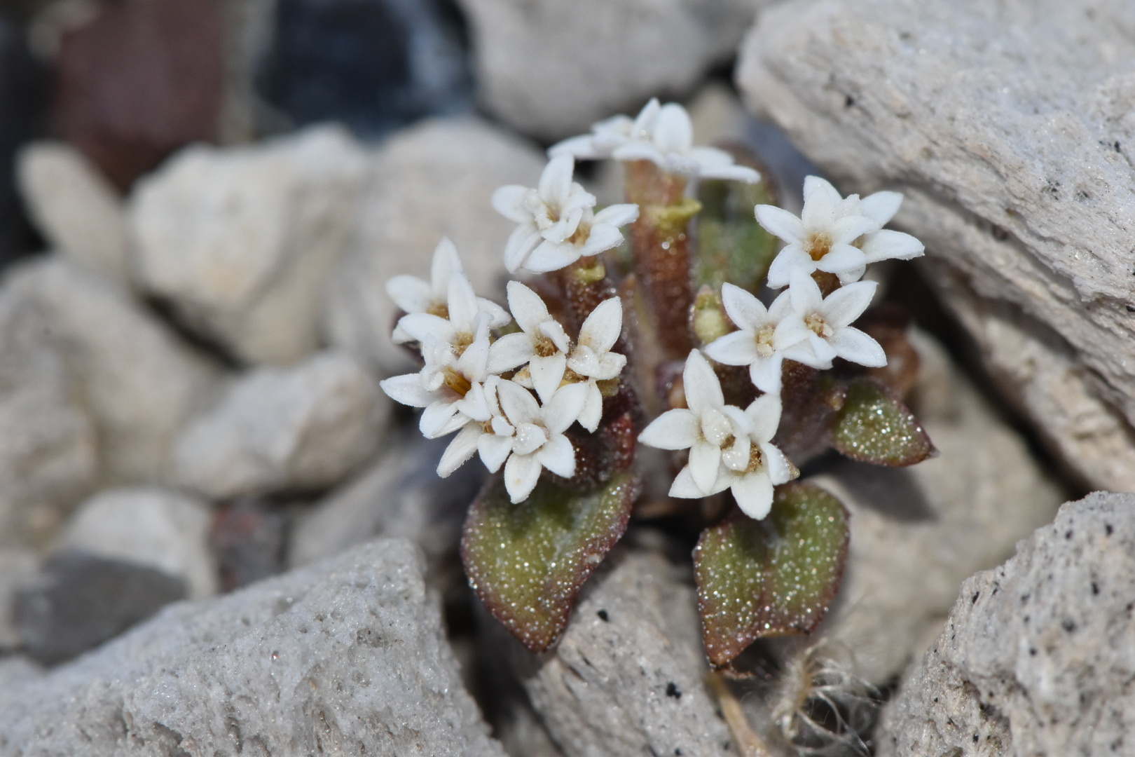 Dimeresia howellii