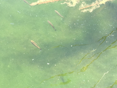 Micropterus salmoides