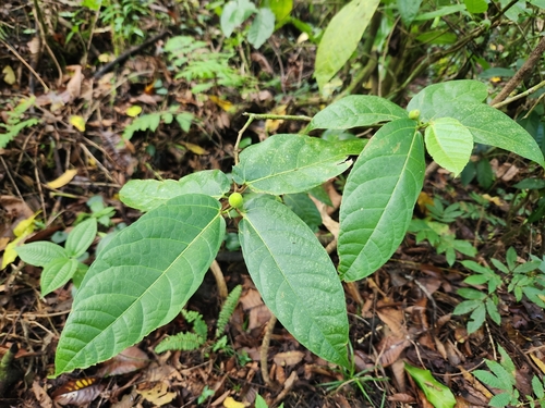 Large-fruited sycamore fig (Ficus scabra)