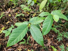 Rough fig (Ficus scabra)