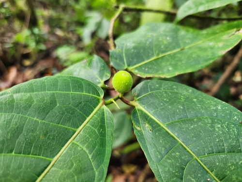 Image of Ficus scabra by (c) Shelomi Doyle, some rights reserved (CC BY)
