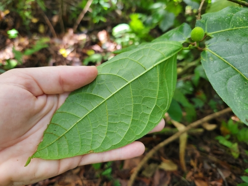 Image of Ficus scabra by (c) Shelomi Doyle, some rights reserved (CC BY)