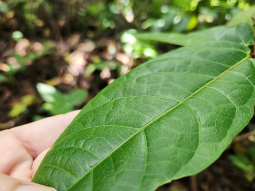 Image of Ficus scabra by (c) Shelomi Doyle, some rights reserved (CC BY)