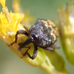 Glyptobaris lecontei