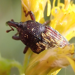 Glyptobaris lecontei