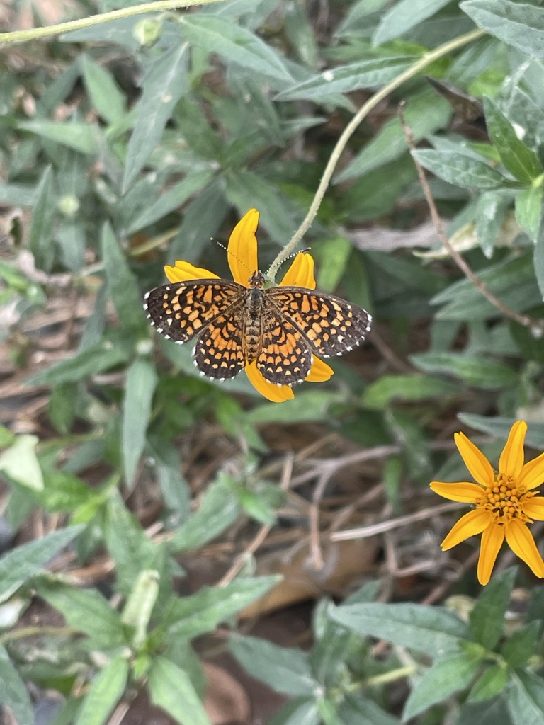 Elada Checkerspot
