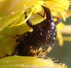Glyptobaris lecontei