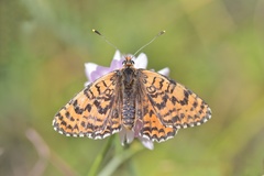 Melitaea didyma