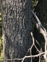 Pinus monticola