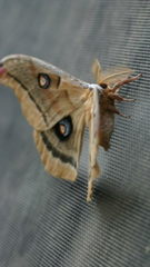 Antheraea oculea