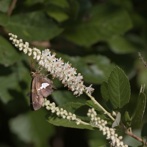Clethra tomentosa (Clethra tomentosa)