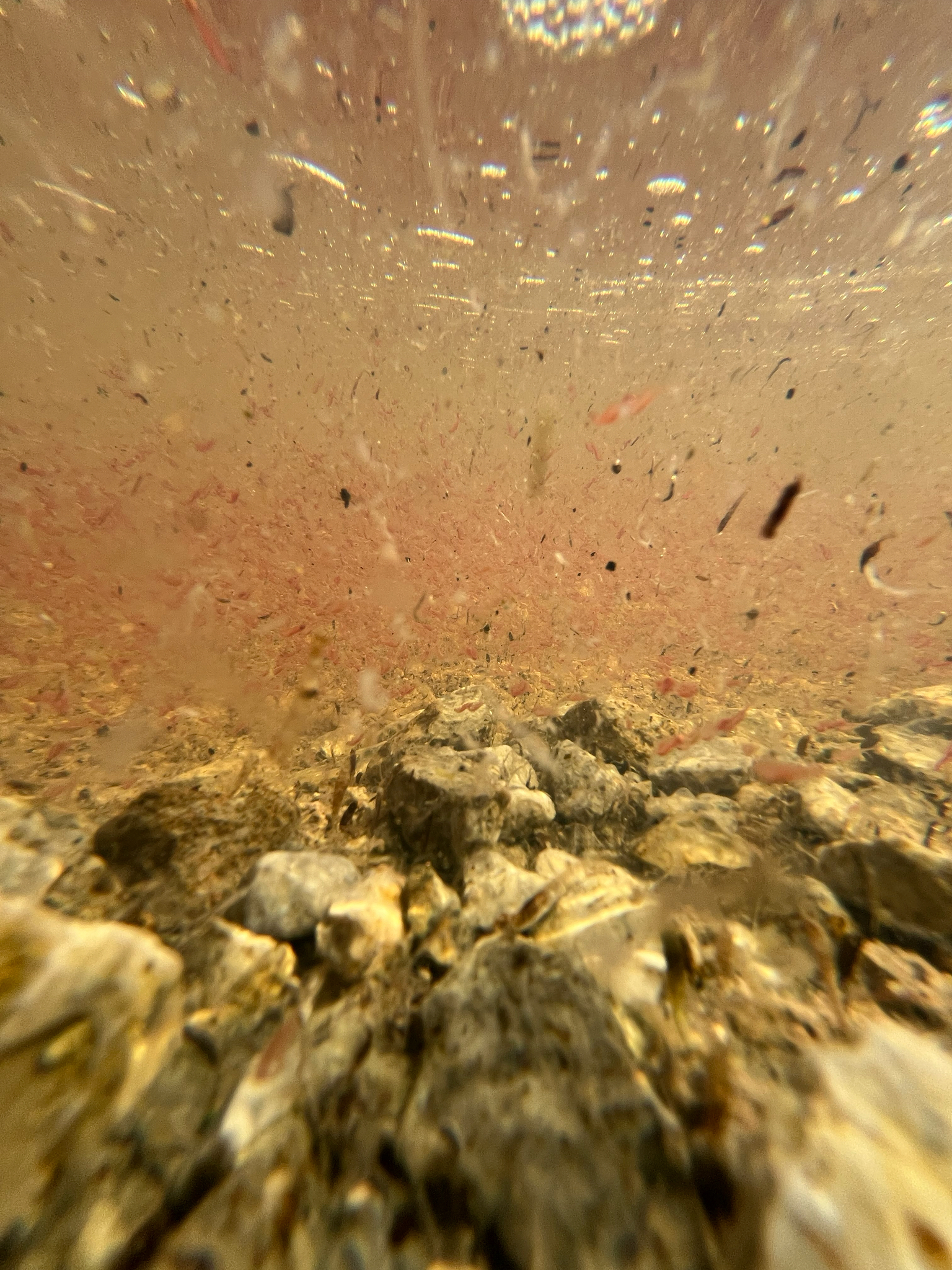 Artemia salina (Linnaeus, 1758)