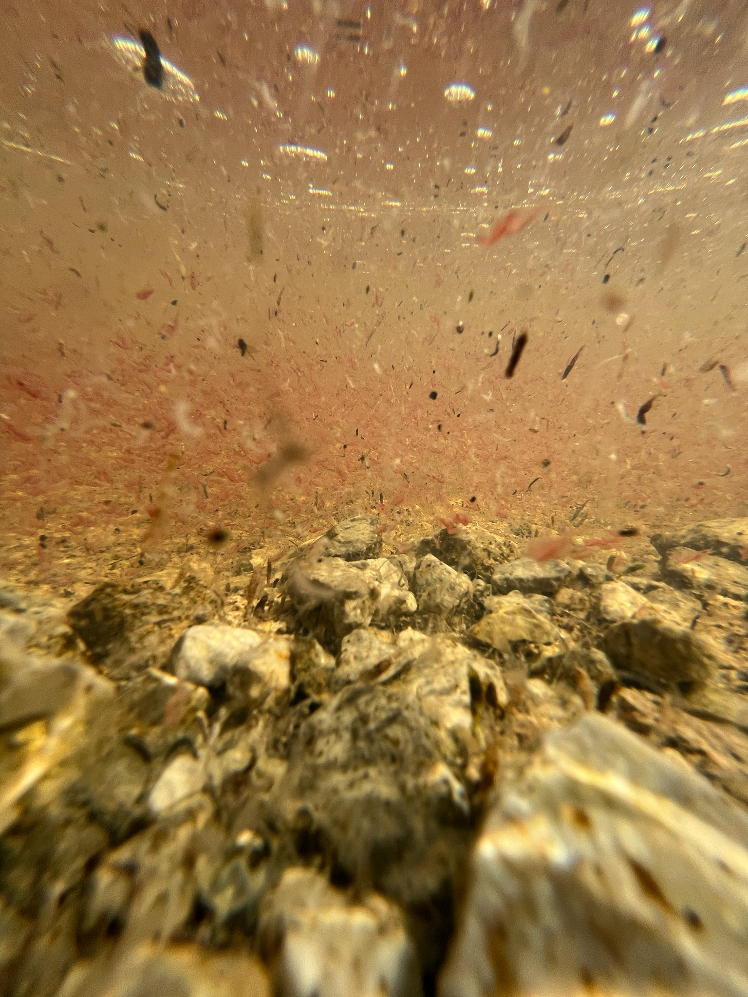 Artemia salina (Linnaeus, 1758)