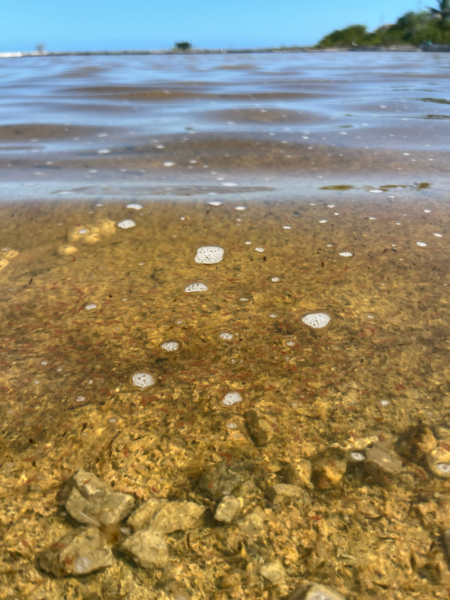 Artemia salina (Linnaeus, 1758)