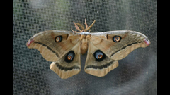 Antheraea oculea