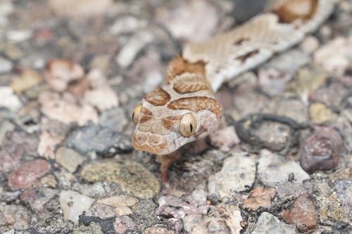 Sonoran Lyre Snake