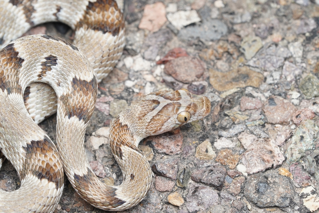 Photo of a Sonoran Lyresnake