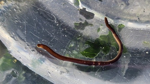 Paranemertes peregrina Coe, 1901