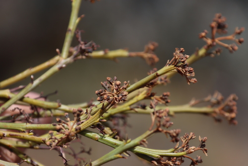 Image of Thesium strictum by (c) Tony Rebelo, some rights reserved (CC BY-SA)