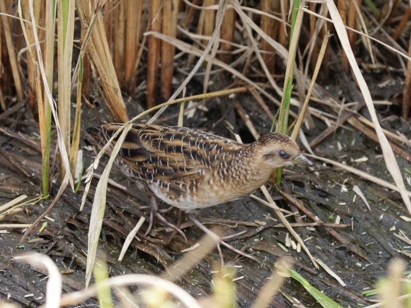 Yellow Rail (Coturnicops noveboracensis), photo 7
