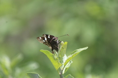 Codatractus bryaxis