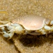 Atlantic Sand Crab - Photo (c) allysonv, some rights reserved (CC BY-NC), uploaded by allysonv